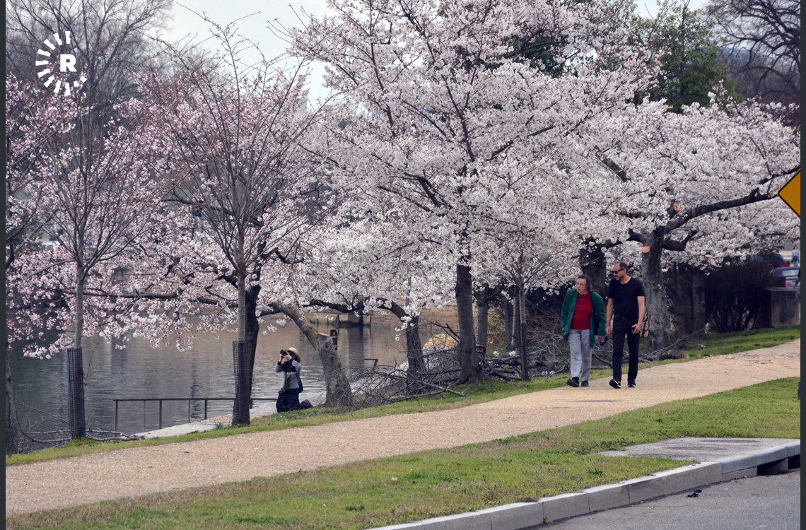 Couples and photographers alike enjoying the spring cherry blossoms surrounding DC’s Tidal Basin 